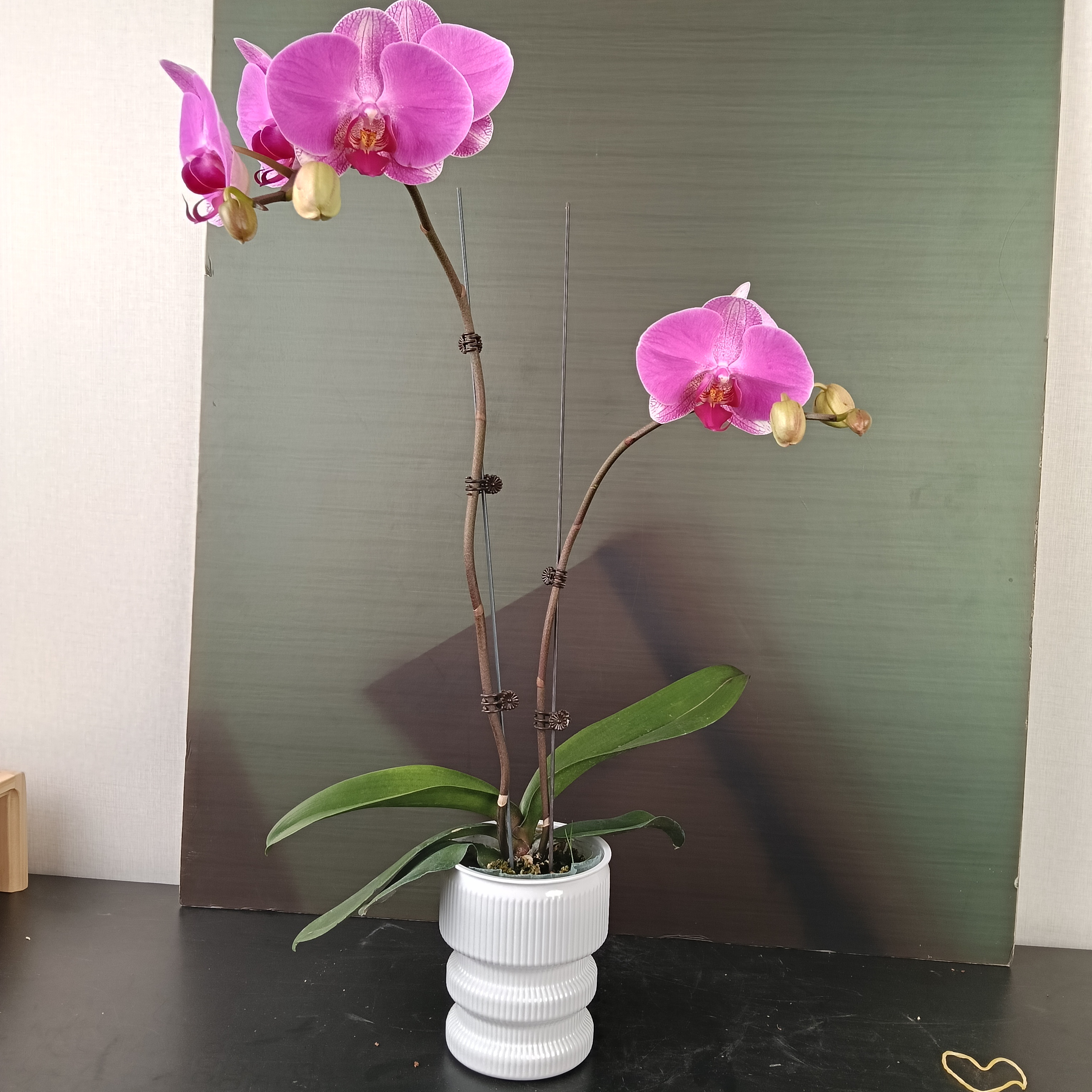 【花之漫】（甜蜜蜜）3.0寸杯双剑蝴蝶兰