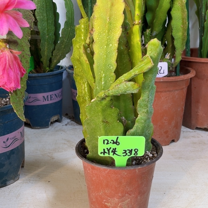 当前无花栽培后可以开花小*头8颗