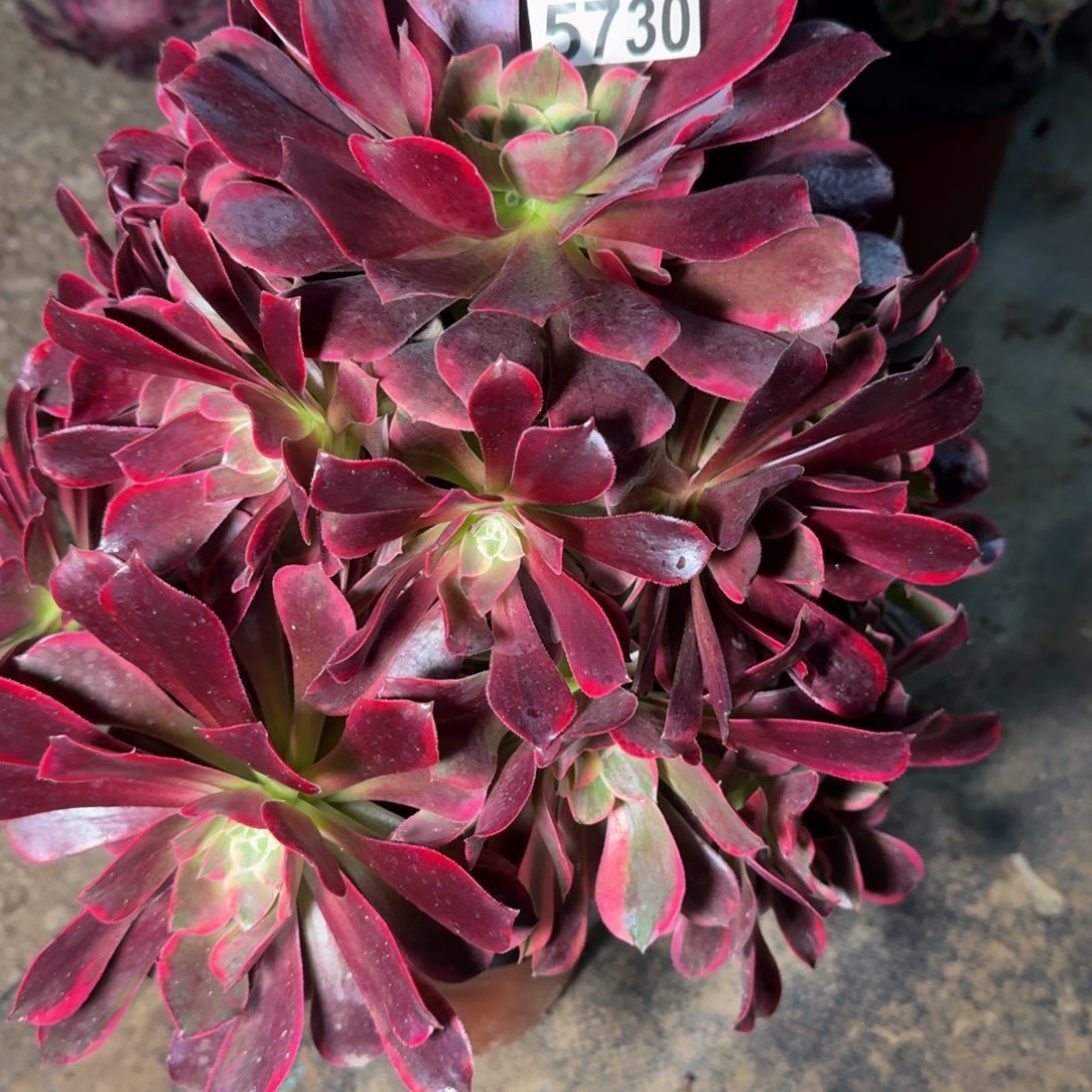 5730金丝雀多肉植物