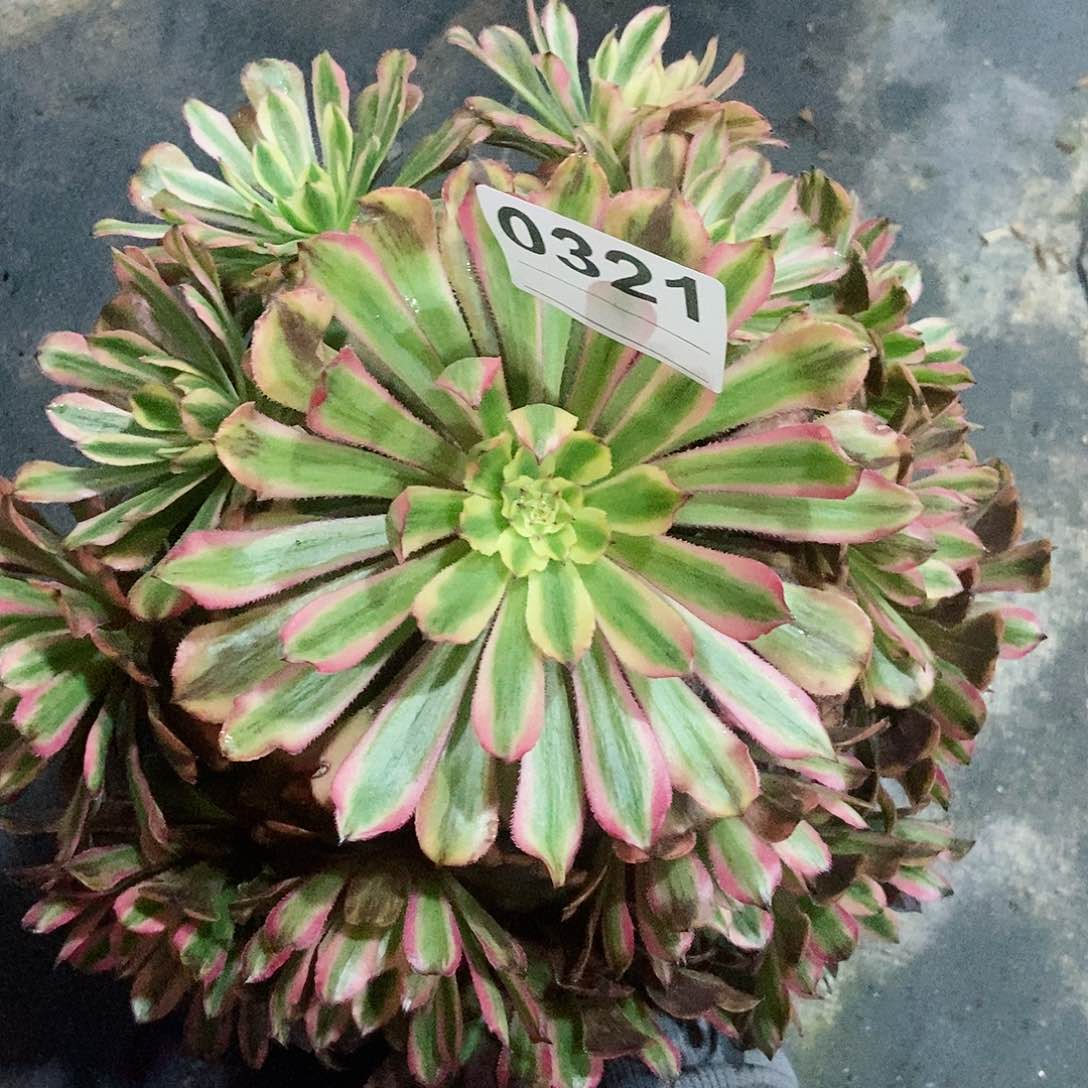 红陶0321粉黛3多肉多肉