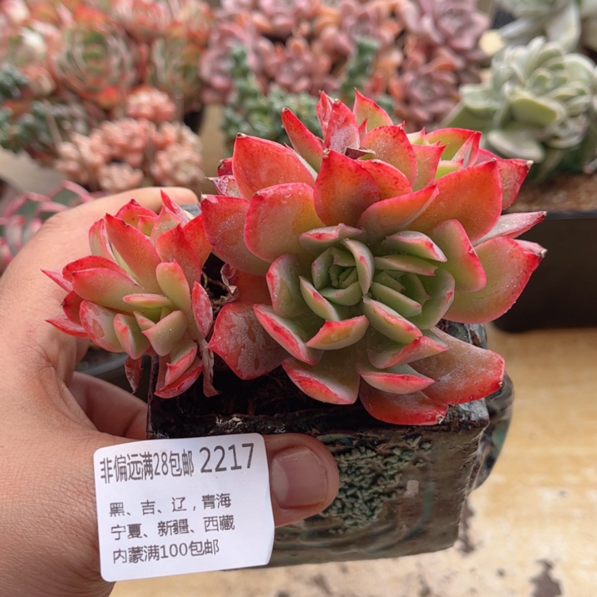 【闪购商品】2217绮罗仙子