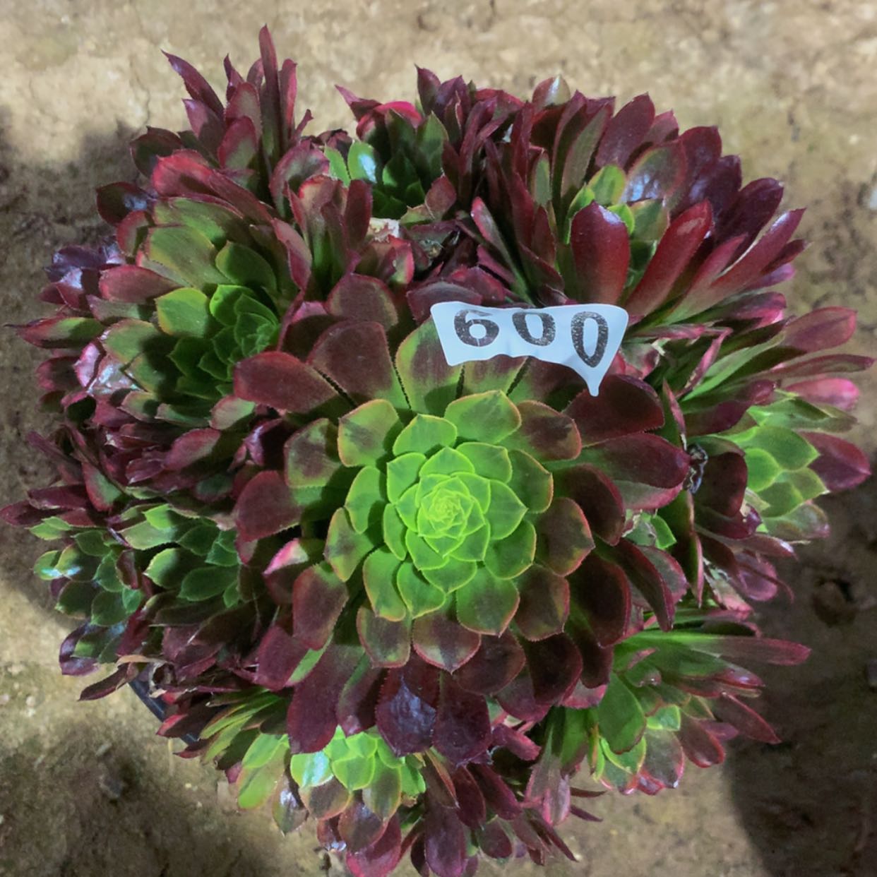 【闪购商品】608嘉年华多肉