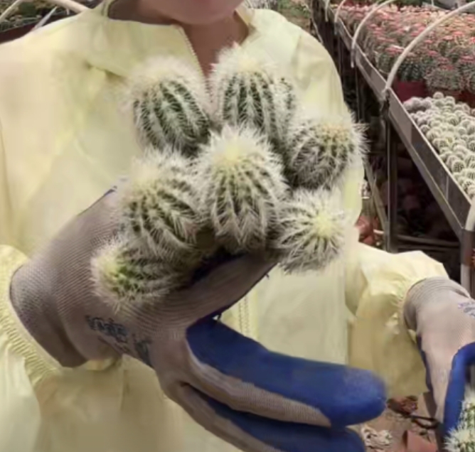 二妹园艺【 群生花杯虾 自根】满18包邮默认脱土随机发货