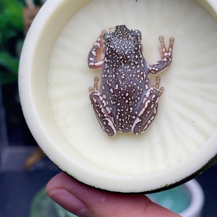 老爷树蛙3号深蓝暴雪