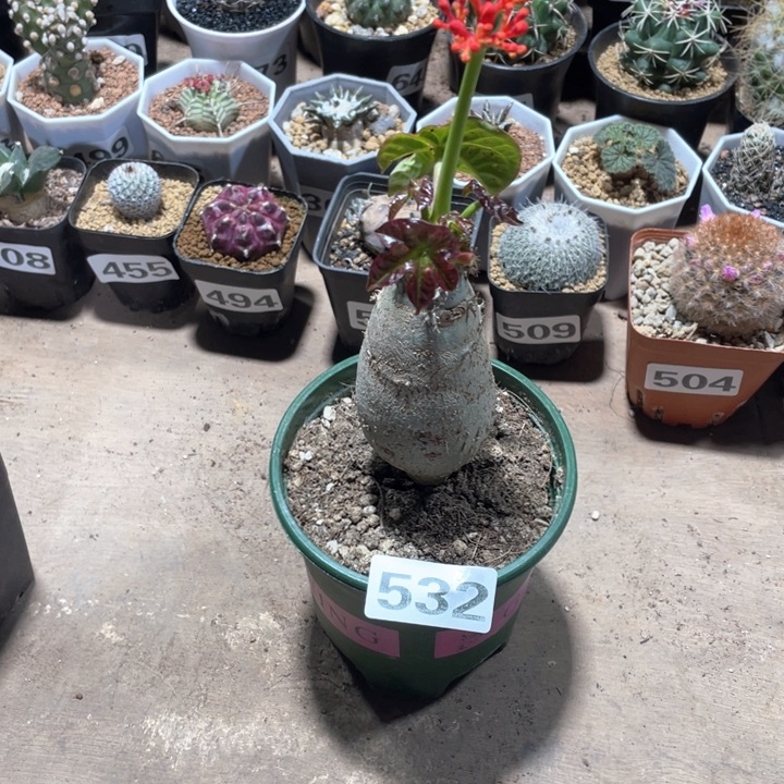 532佛度海棠块根