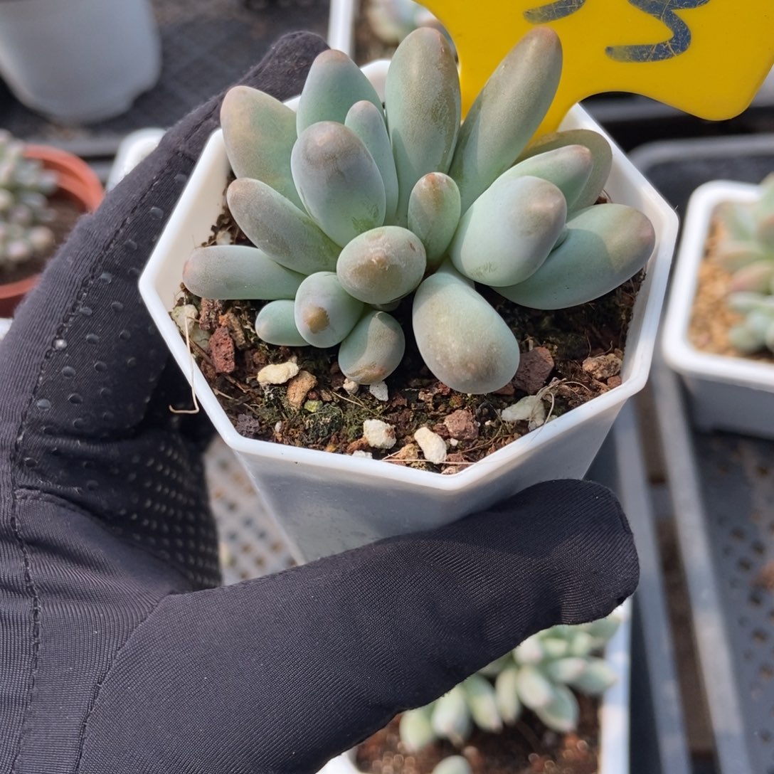 633企鹅多肉植物保护