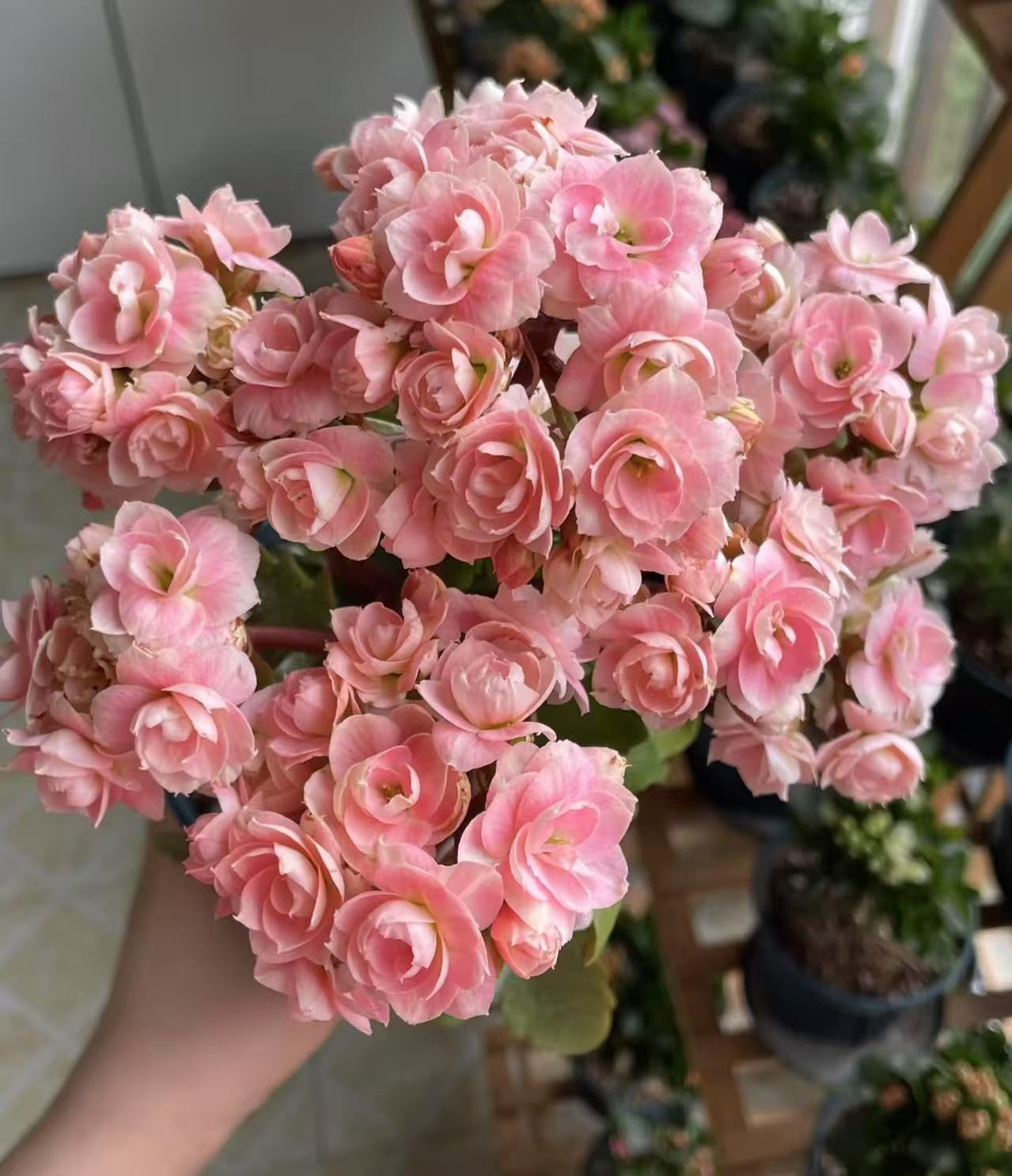 【奶油慕斯】130大盆精品盆栽重瓣带花苞客厅阳台室内养殖懒人花