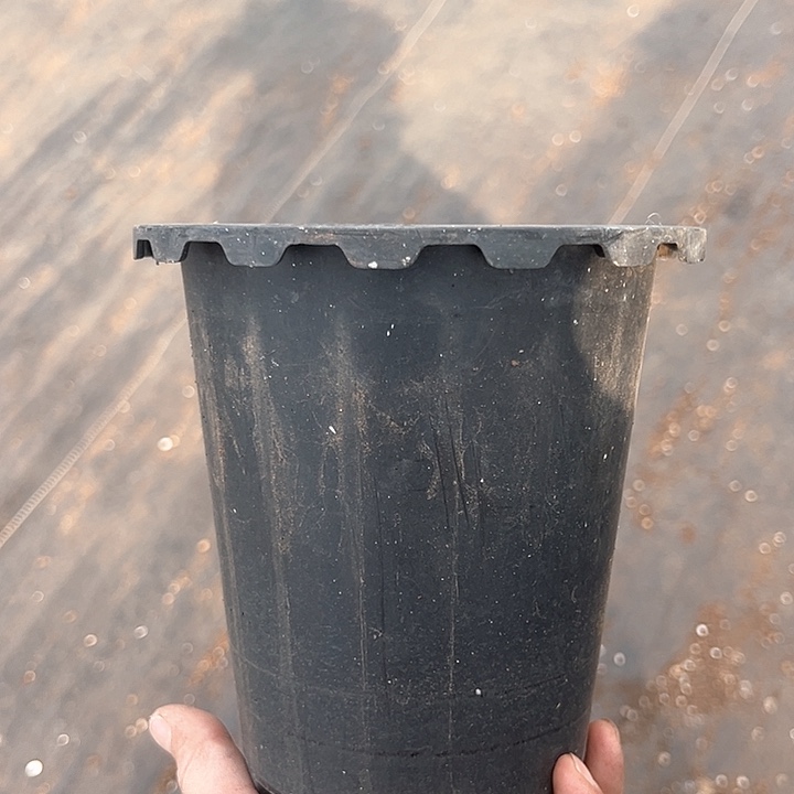 塑料口径14.5 高度16黑花边 一组10个