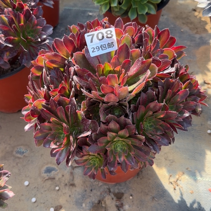 金丝缕……多肉植物……