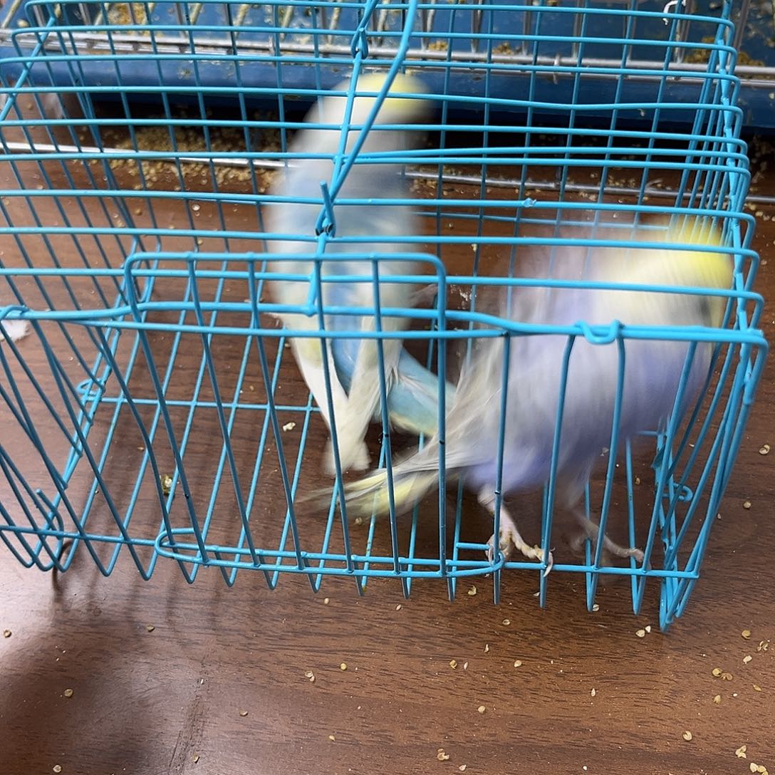 虎皮鹦鹉金彩鹦鹉