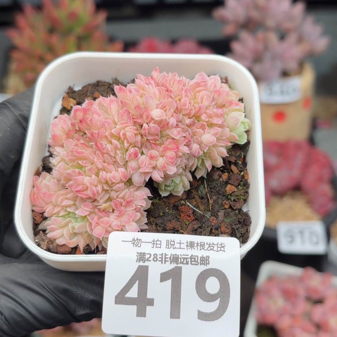 羊脂球缀化无盆土发货