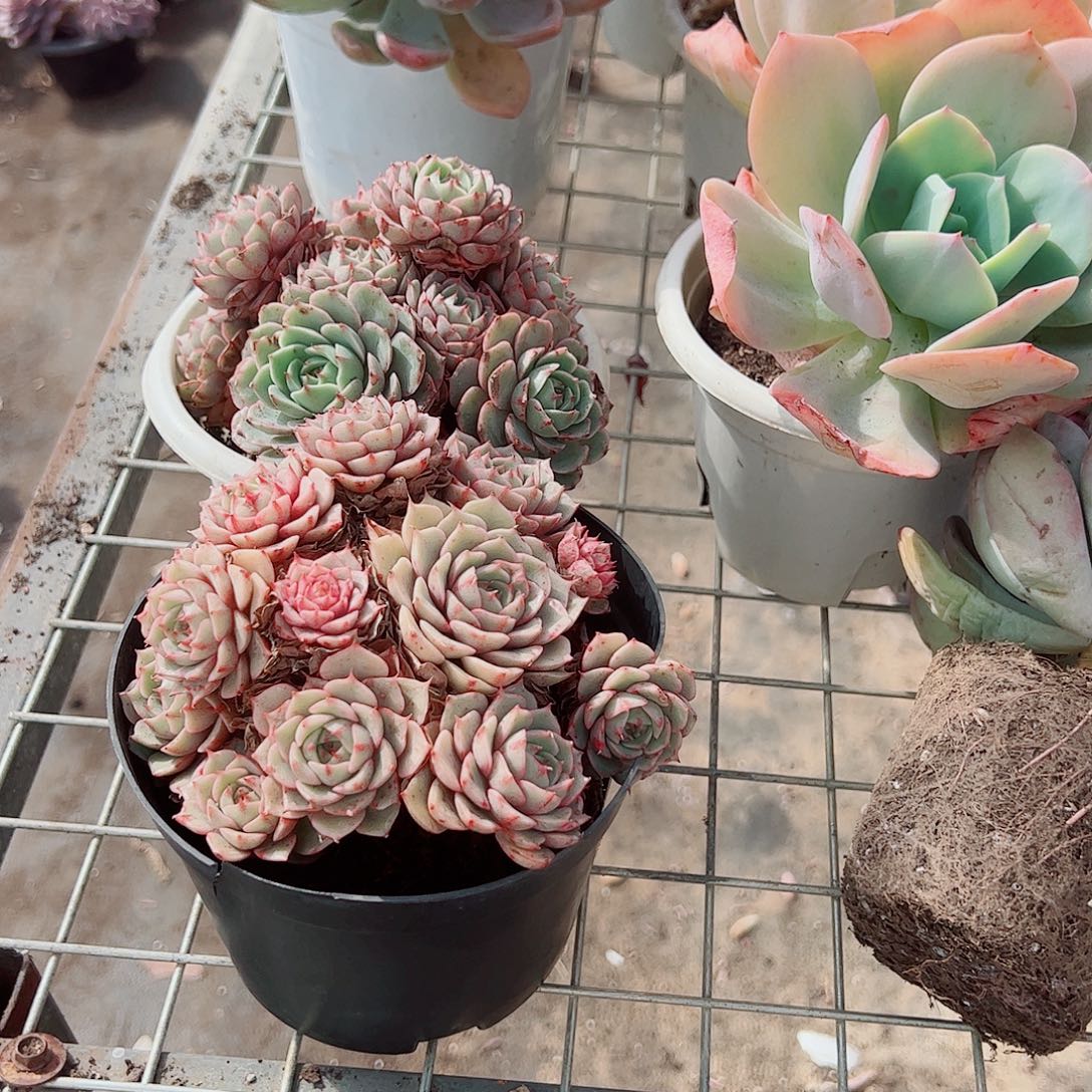 苯巴蒂斯多头造型精品二盆
