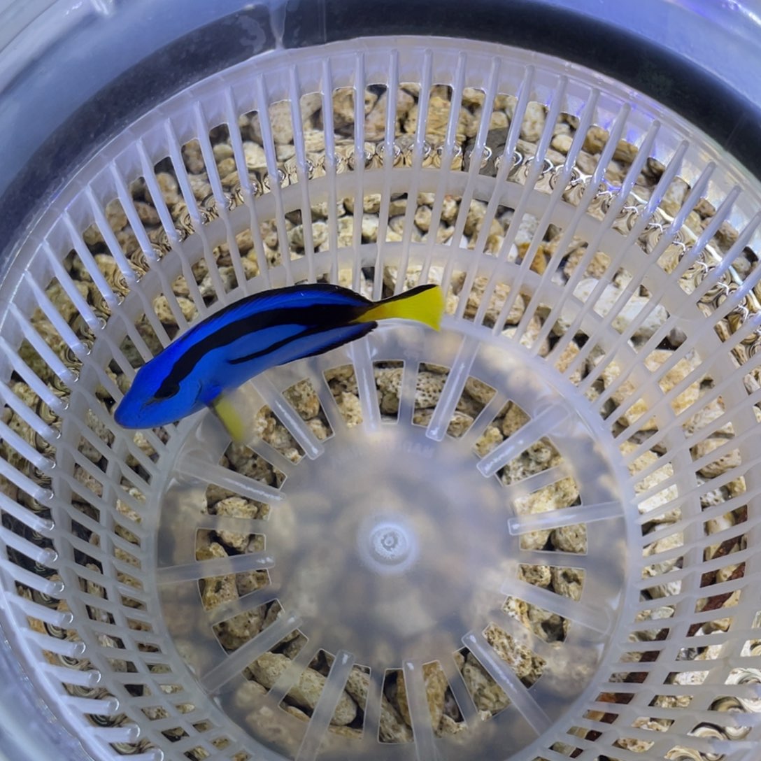 海水鱼蓝调一条顺丰包邮