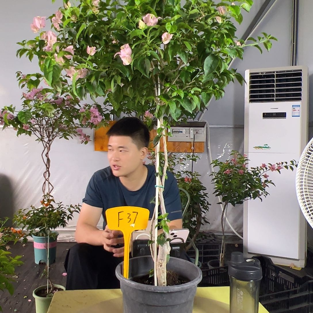 兔***心魔法樱花F37棒棒糖