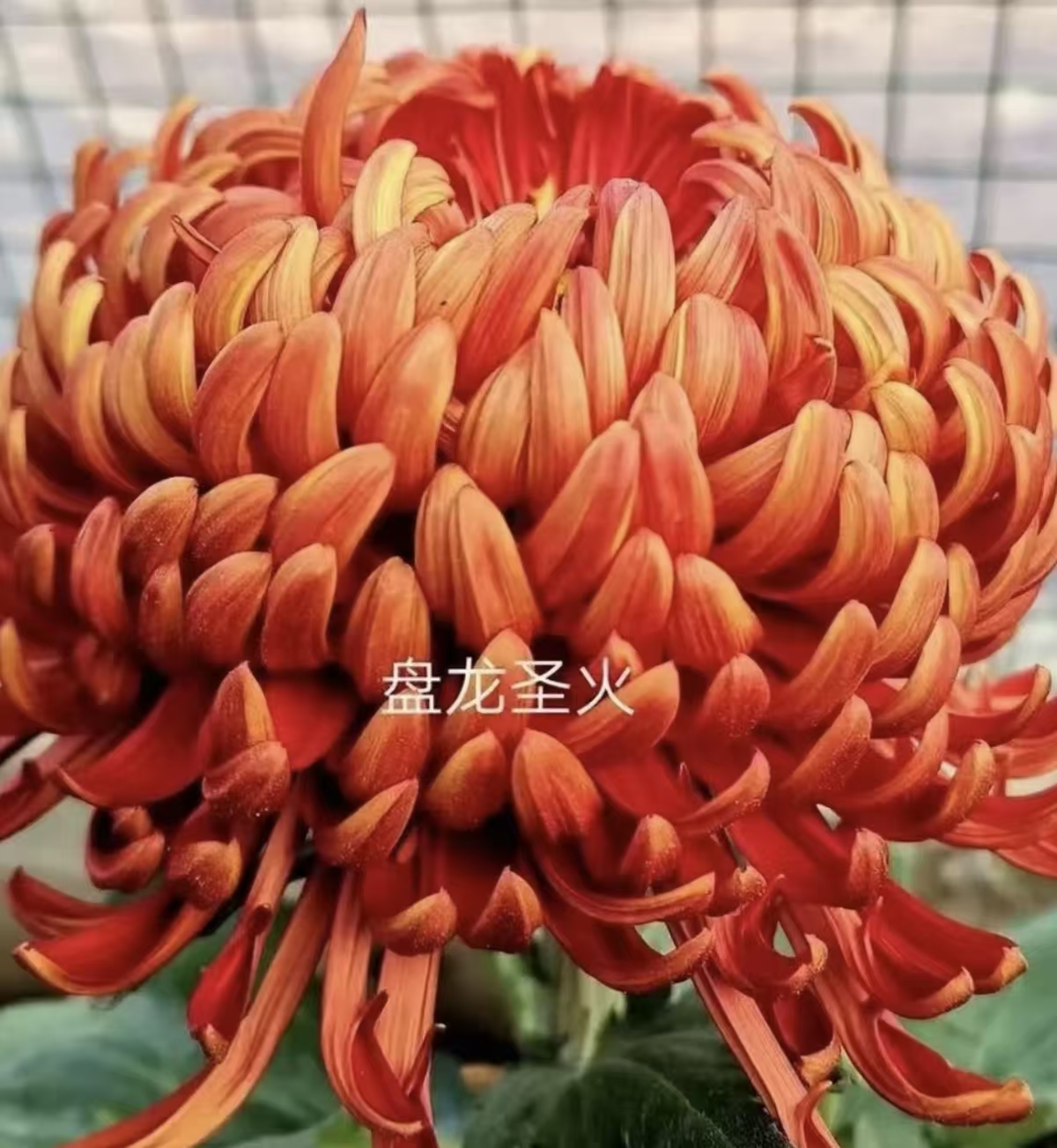 【盘龙圣火】稀有品种 高端菊花 精挑细选 原盆原土发货