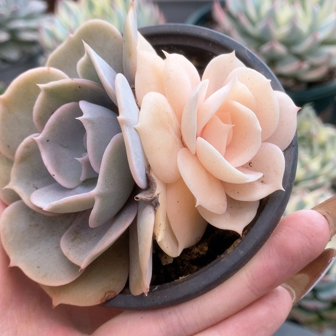 D152双子座锦锦锦锦锦锦