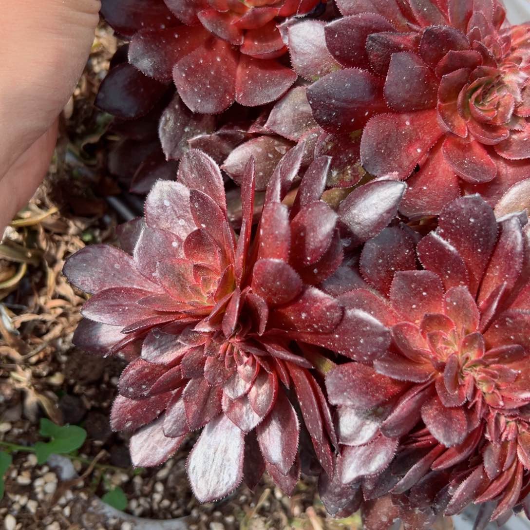 743 号多肉植物法师新年福利