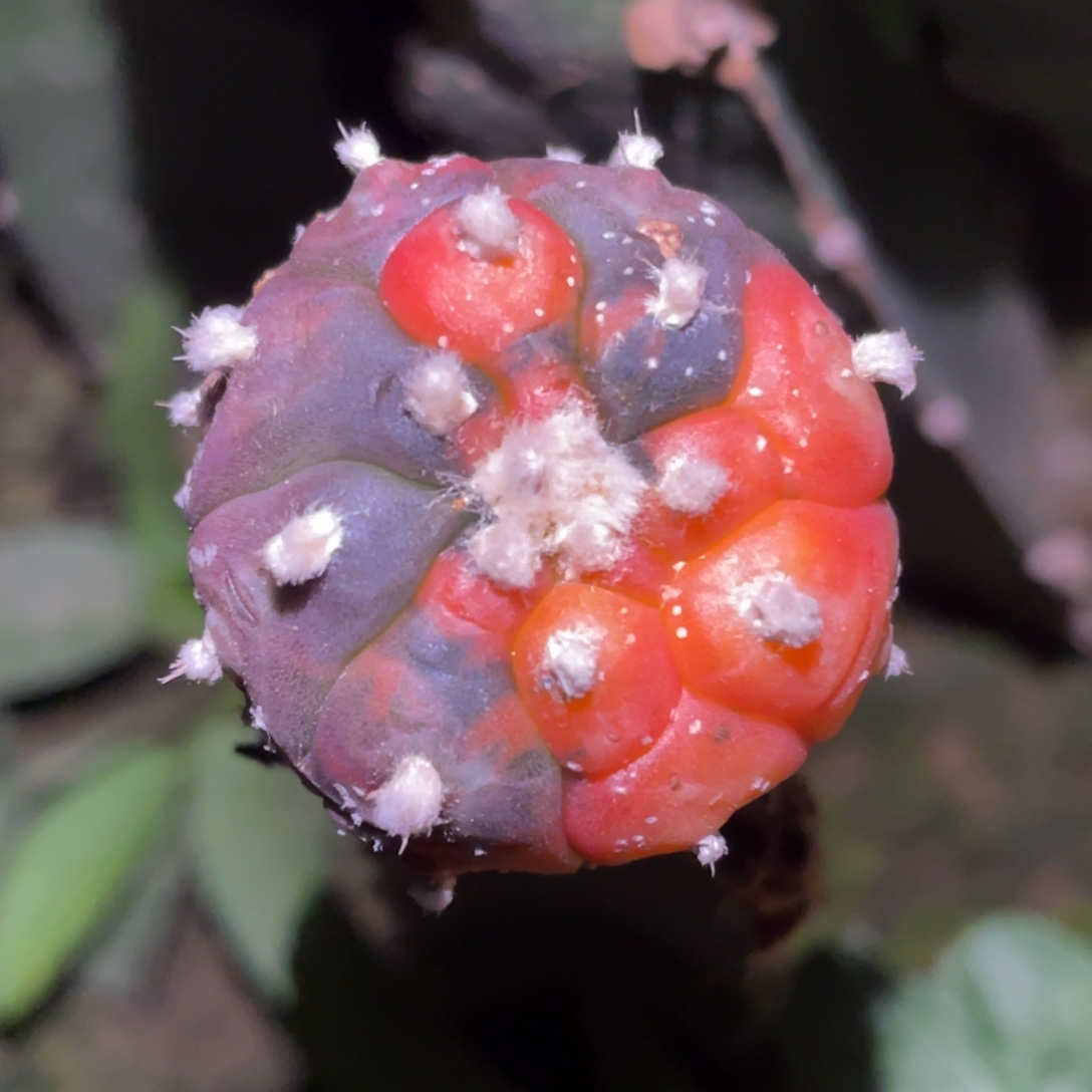 老***燕无花朵龟甲兜锦056 仙人球