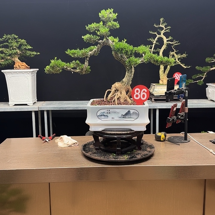 无花朵黄杨黄杨黄杨黄杨