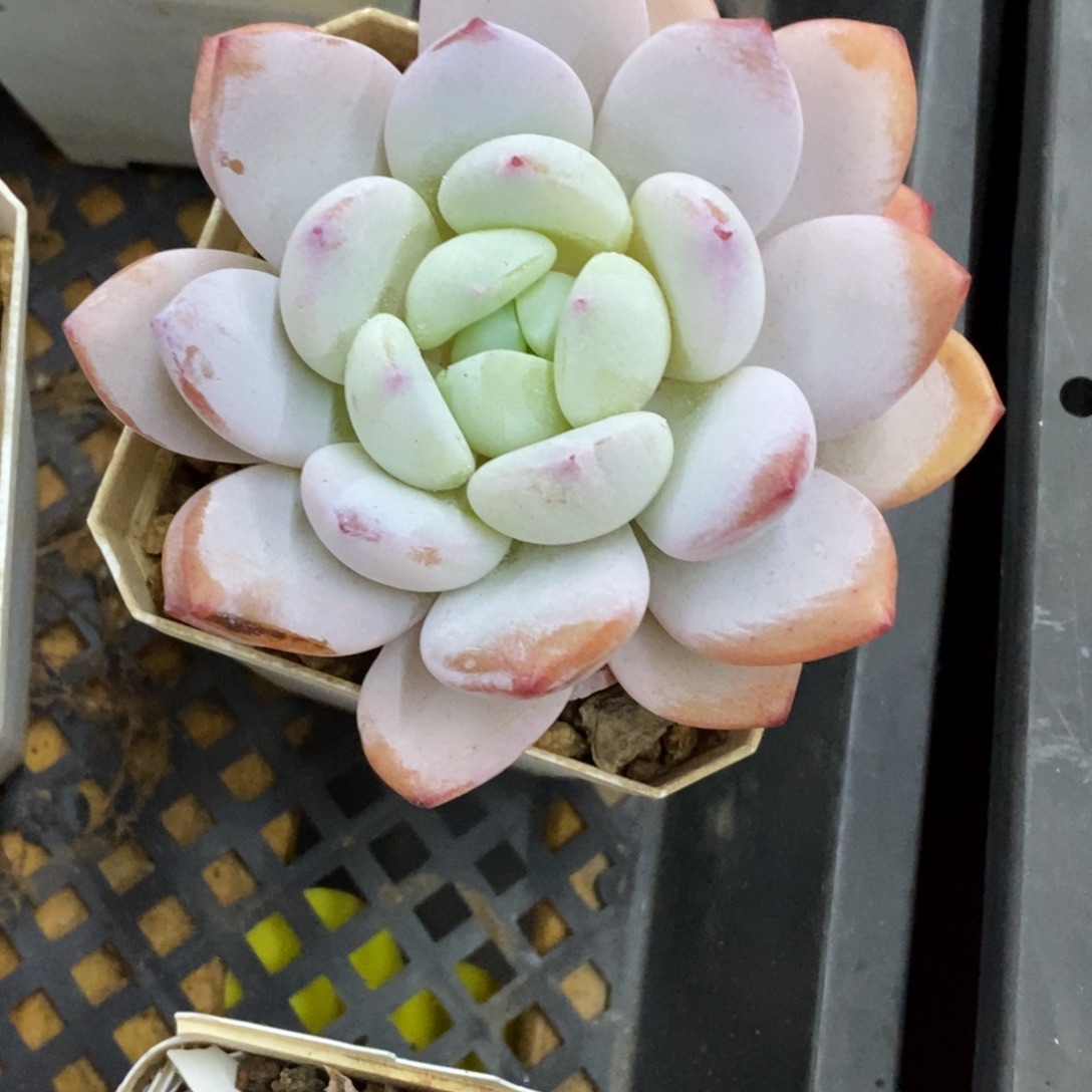 精品多肉一物一拍不包整52