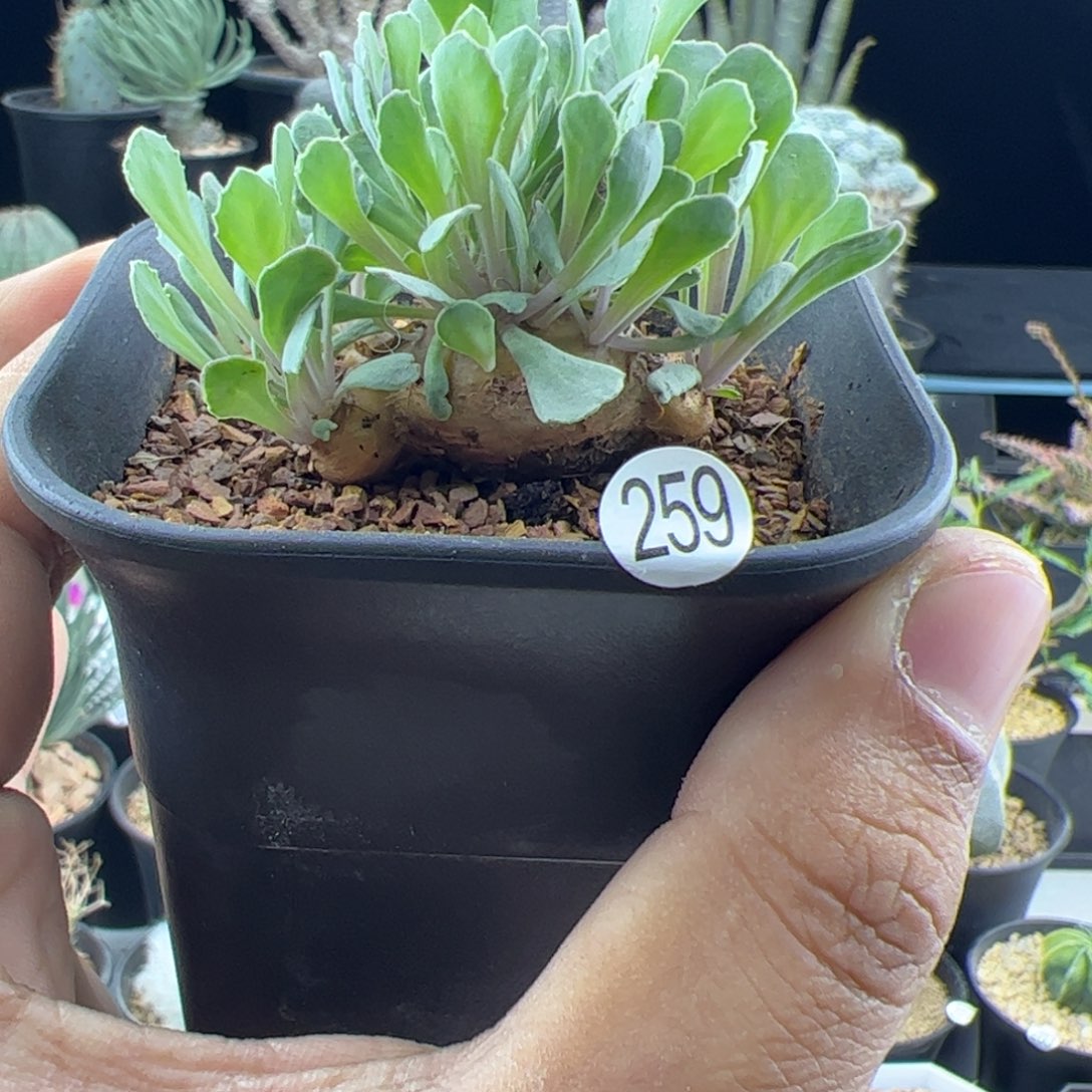 格加厚敦菊一物一拍259