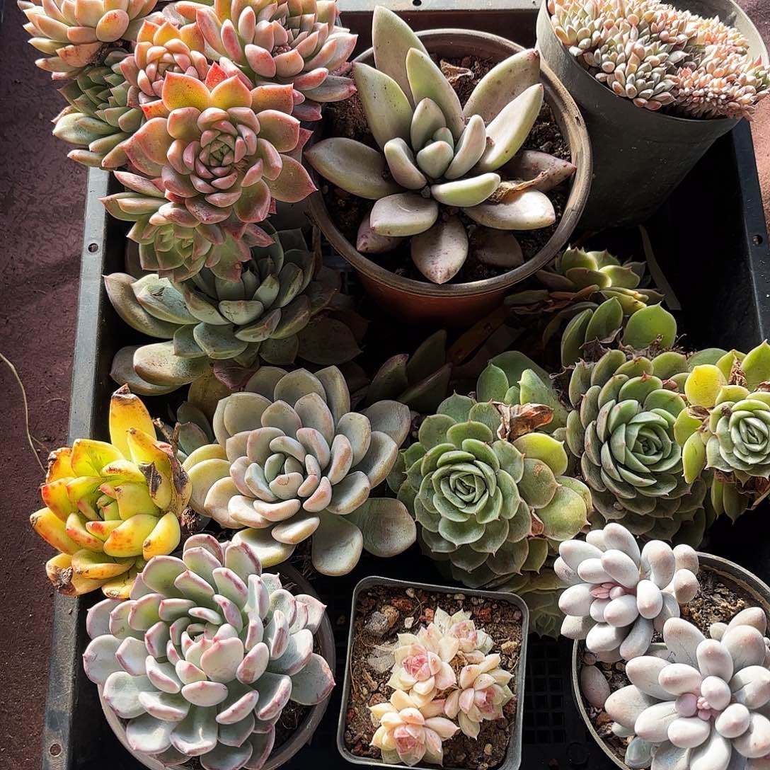 多肉植物框拍零零四号