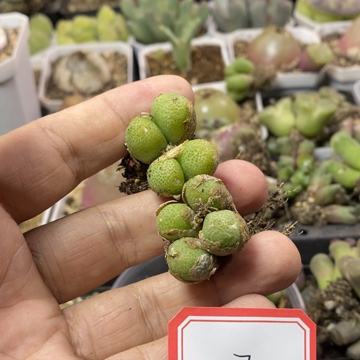 花***⡟2555555555555885