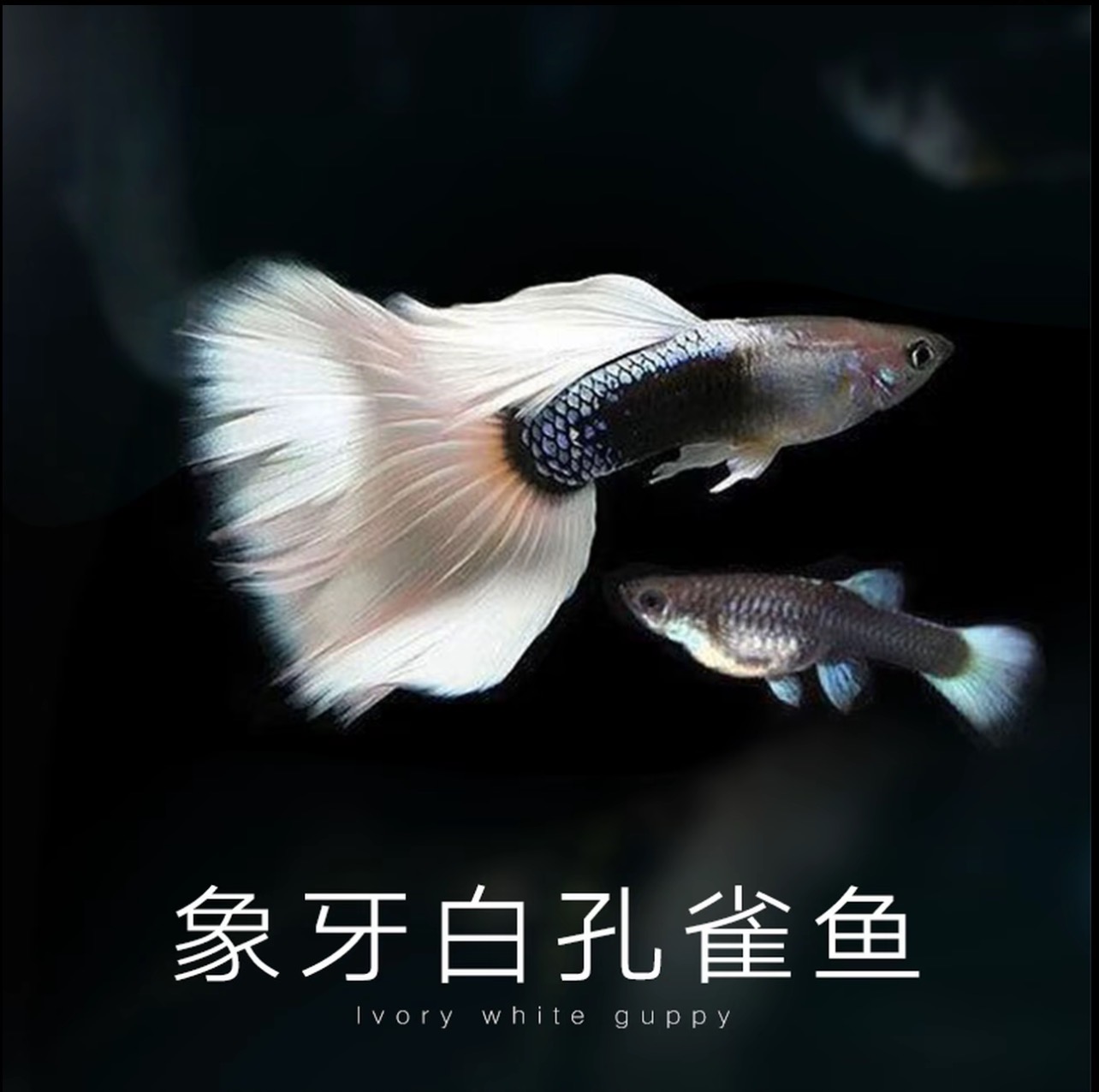 象牙白孔雀缸淡水鱼适合新手繁殖鸿运当头小型耐活鱼缸热带观赏