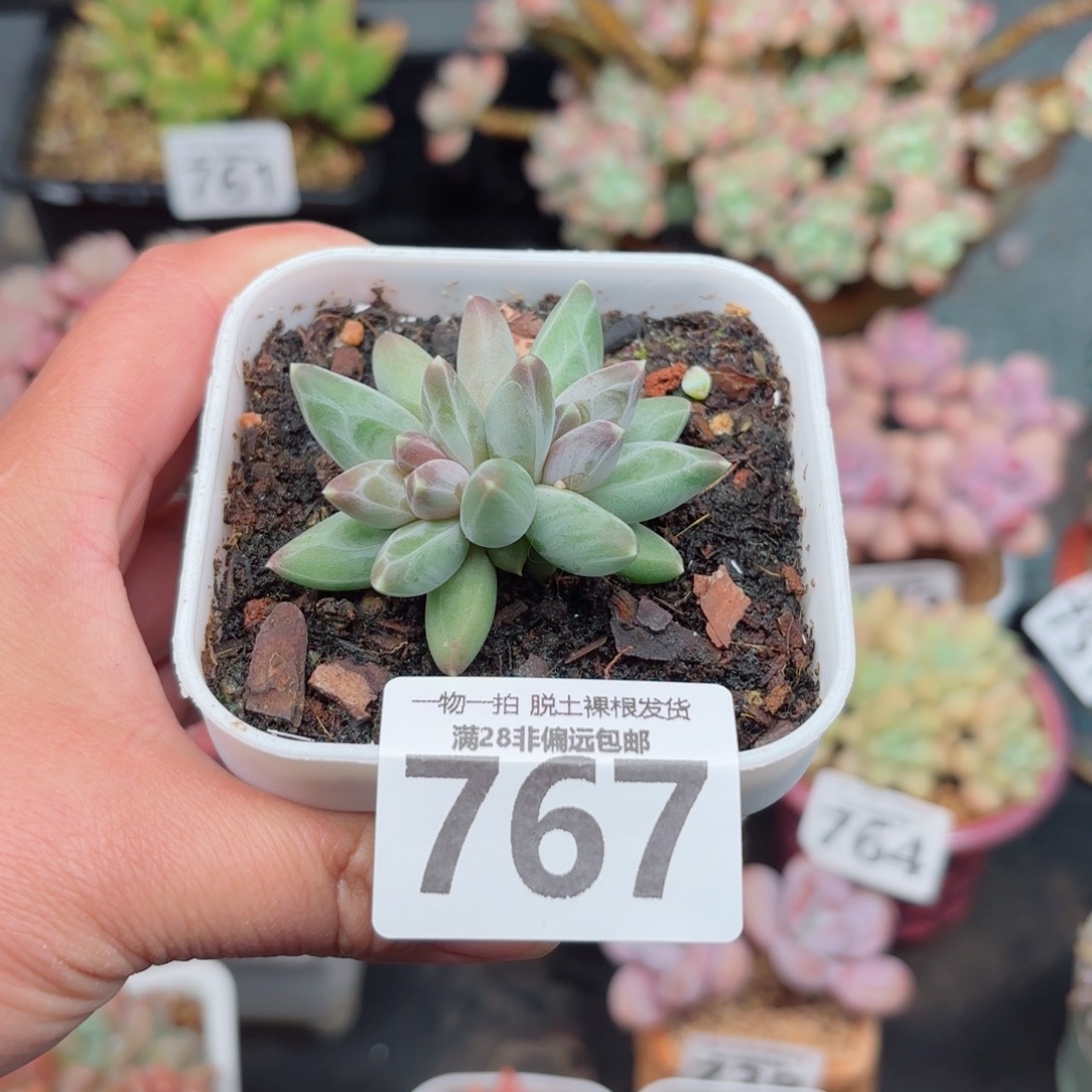 乌拉克拉无盆土发货