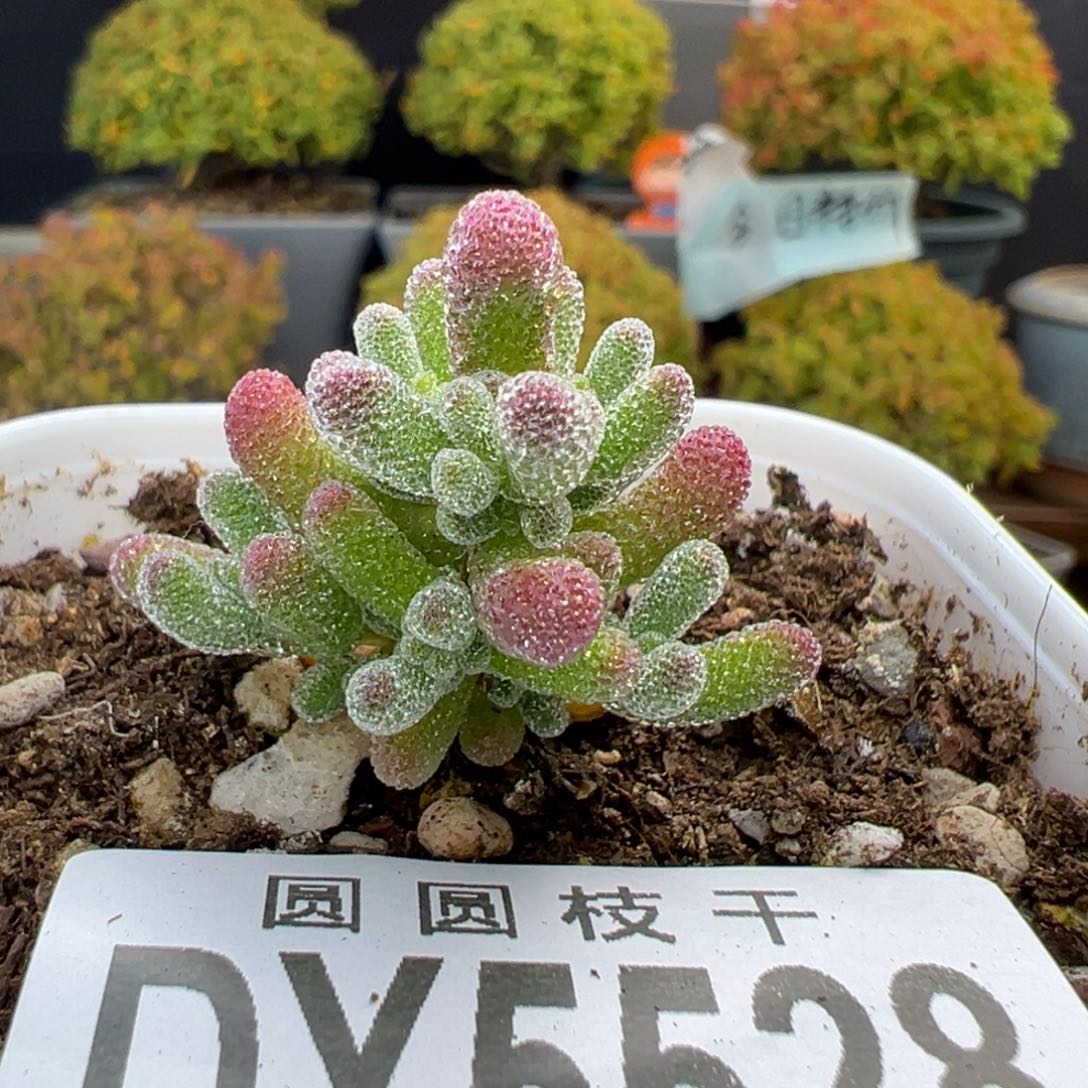 dy5528实生紫冰晶冠幅3cm