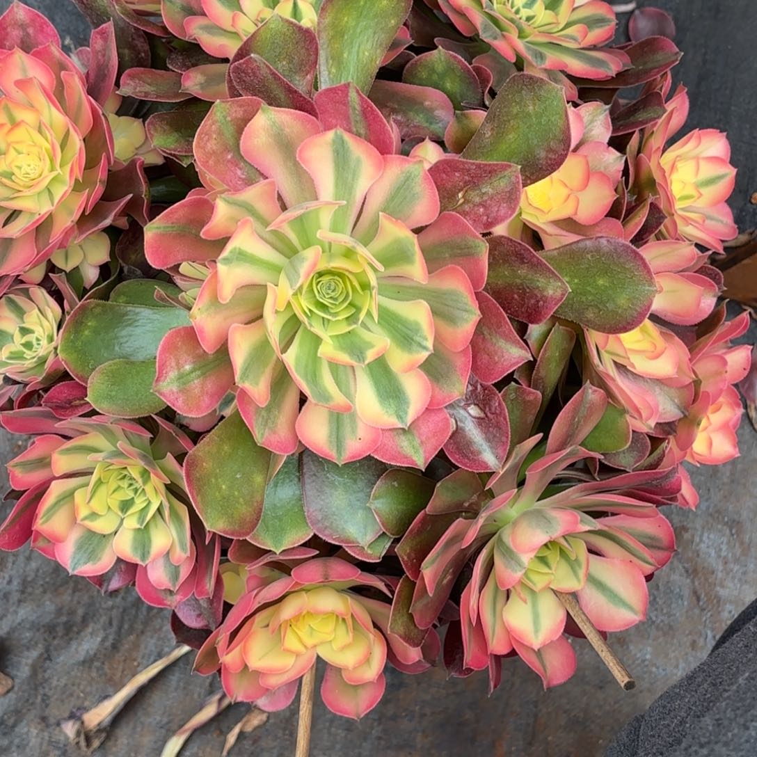 宜***店云南多肉植物香妃