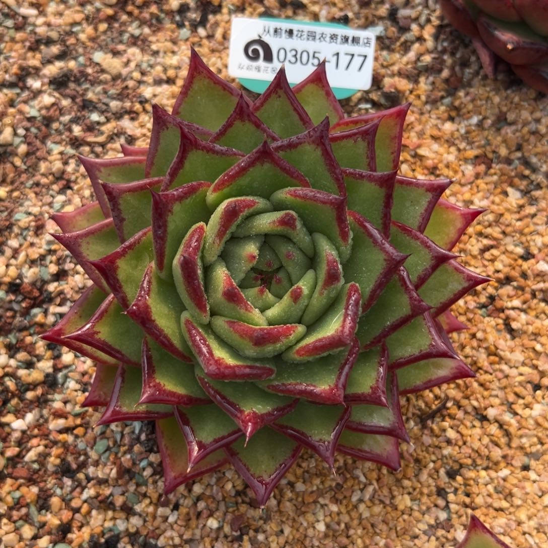 多肉一物一拍0304-177