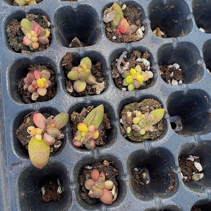 锦锦锦千代田锦带土发