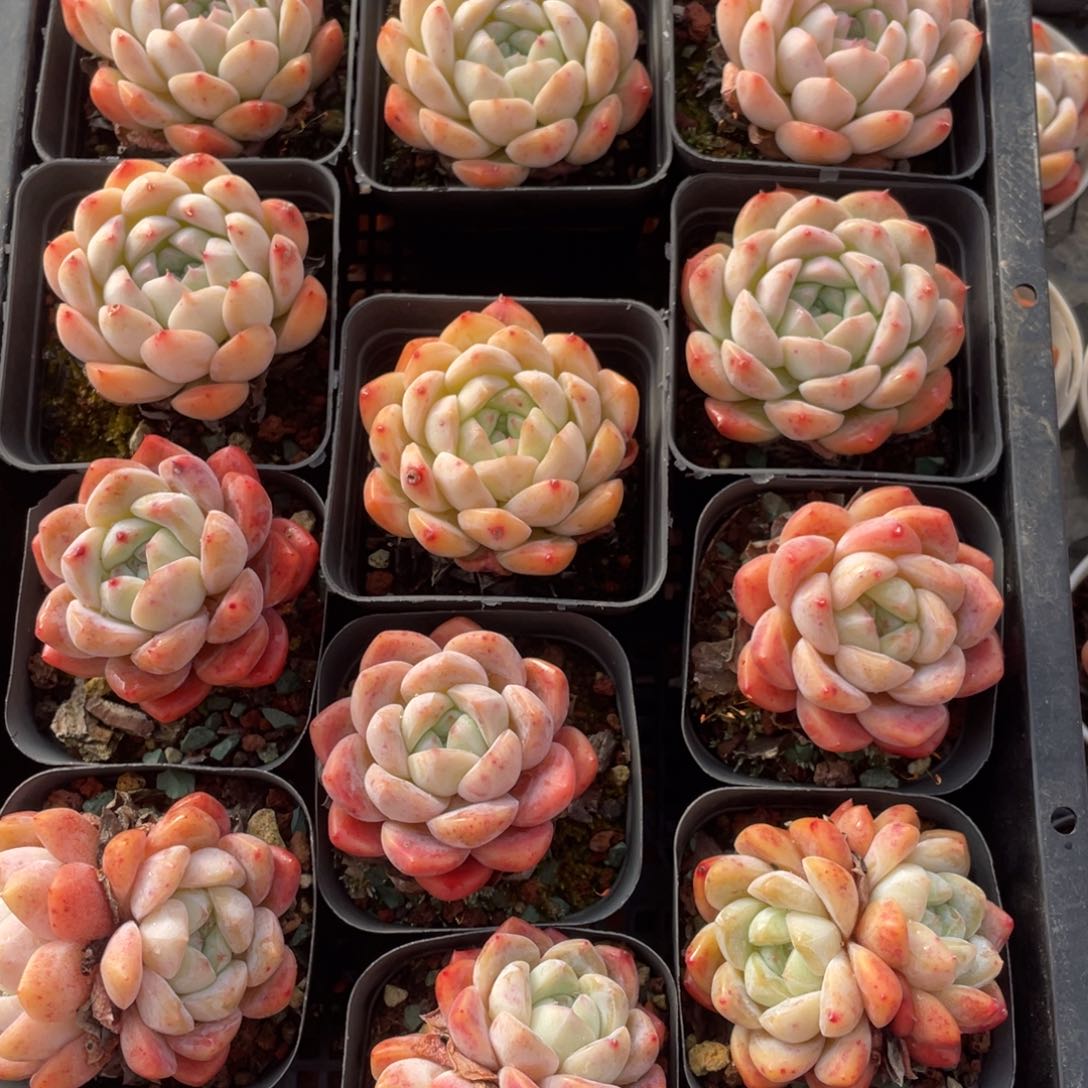 多肉植物十二个精品138