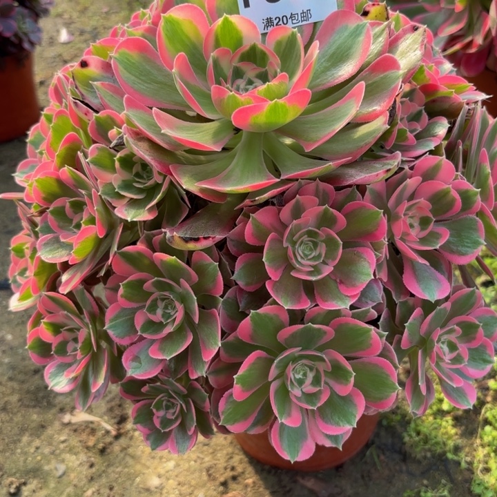 寻***适瑞妈多肉植物。833.初恋