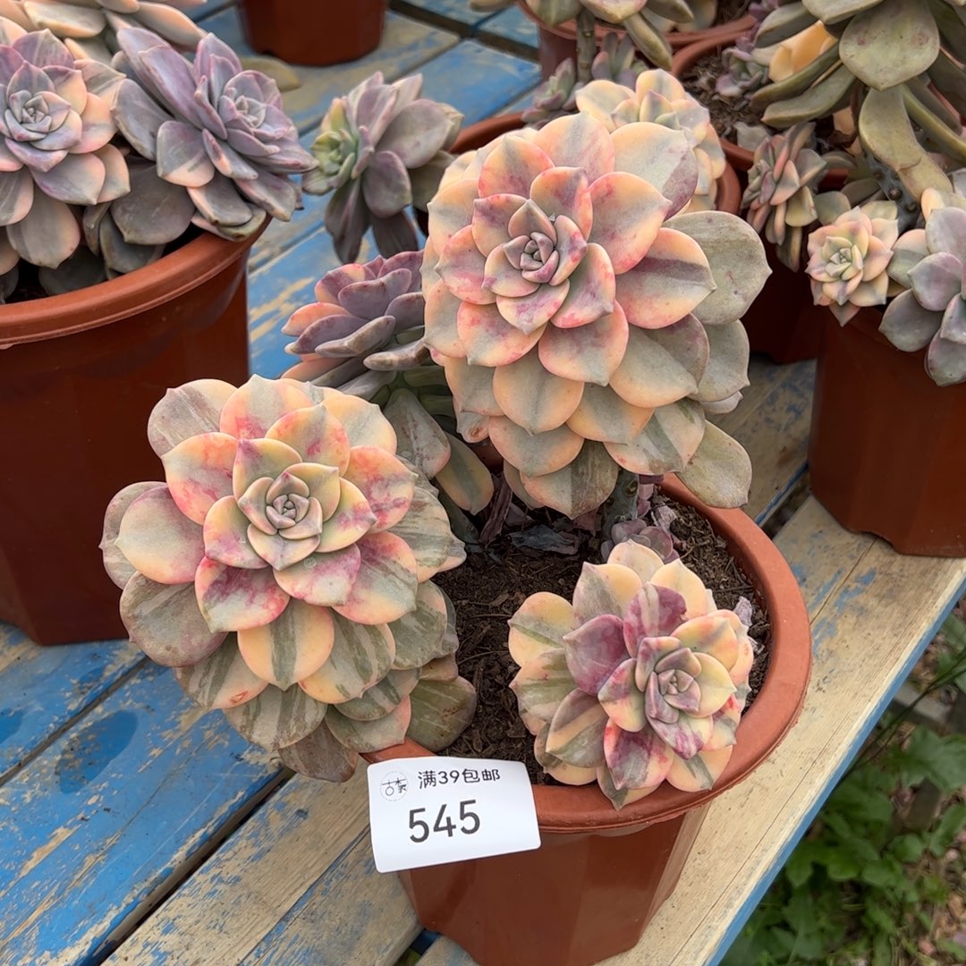 545紫乐锦老桩多肉植物