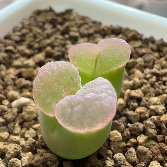 仙气飘飘的班克磁铁。 279。