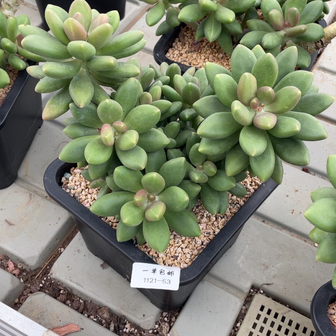 1121-53-芒果奶。。。，，，，