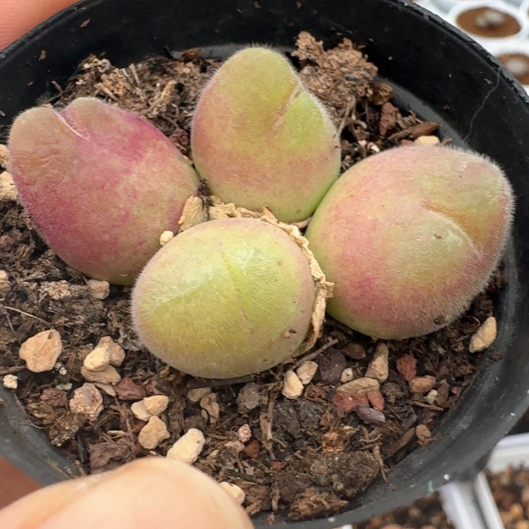 237带盆土发货长毛翠滴