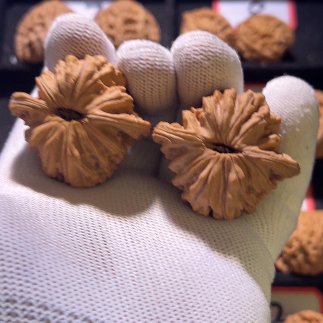 张***呸秦皇岛山地果全品—-45