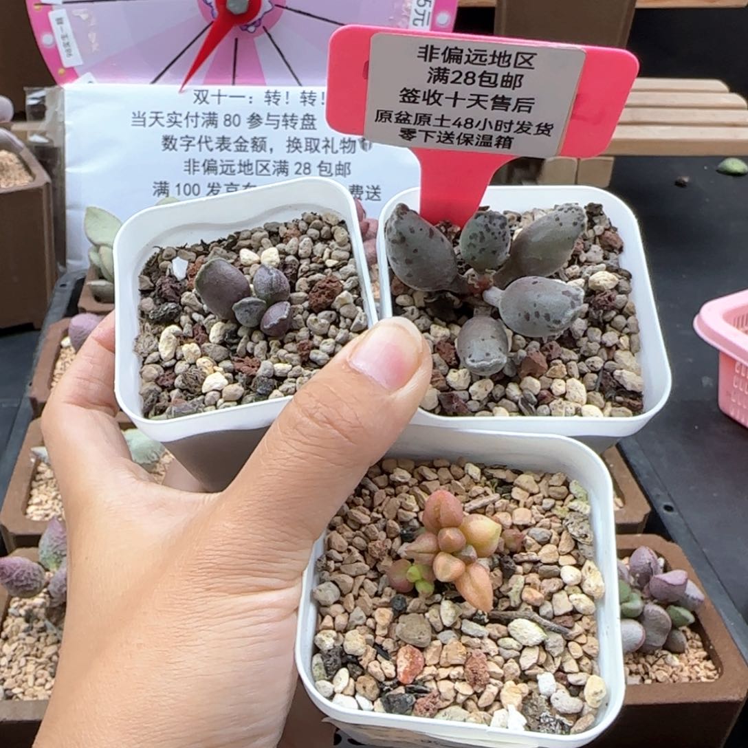 546艺妓白肌小红嘴