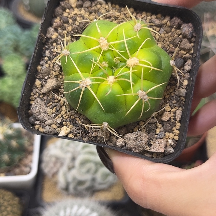 特价福利实生根黄体美花海王