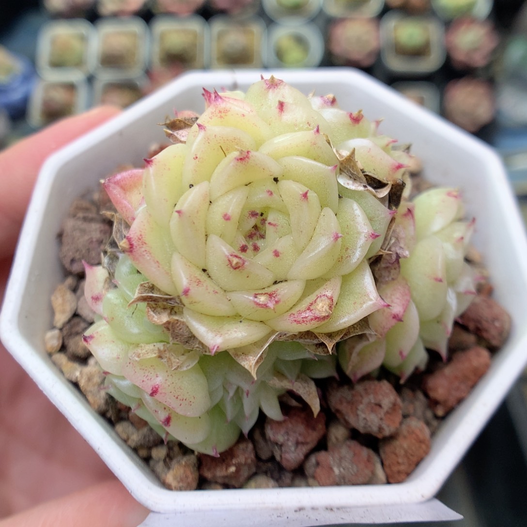 S89 ，20包邮两天凑单偏远不发货