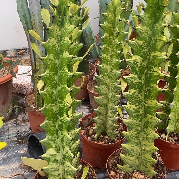 虎斑大戟一物一拍