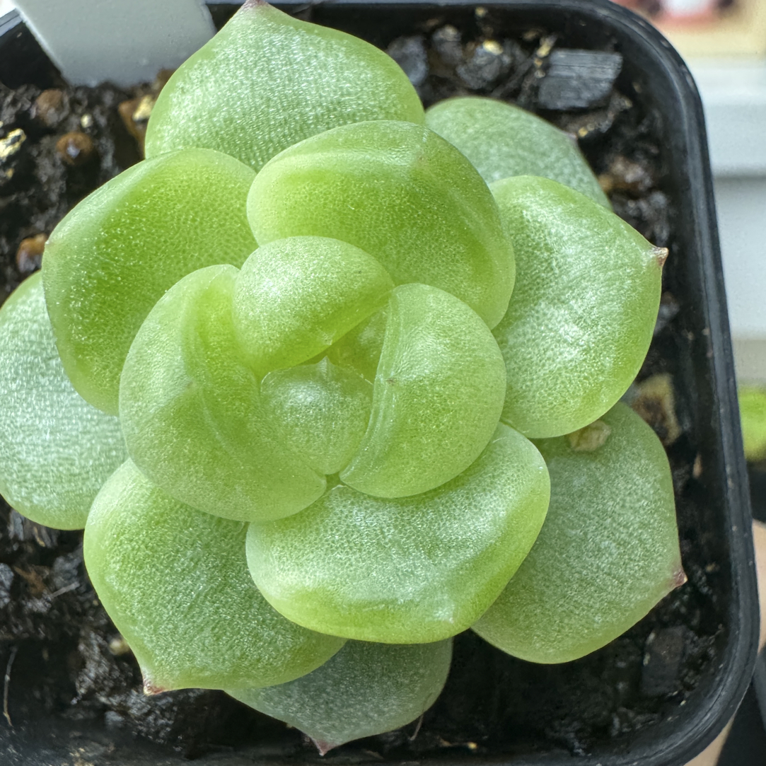 清澄珍妮 芬奇 专拍多肉