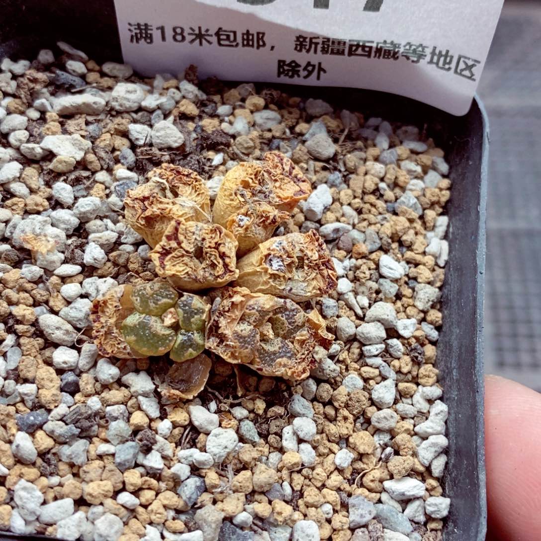 我的小姐姐们都是517