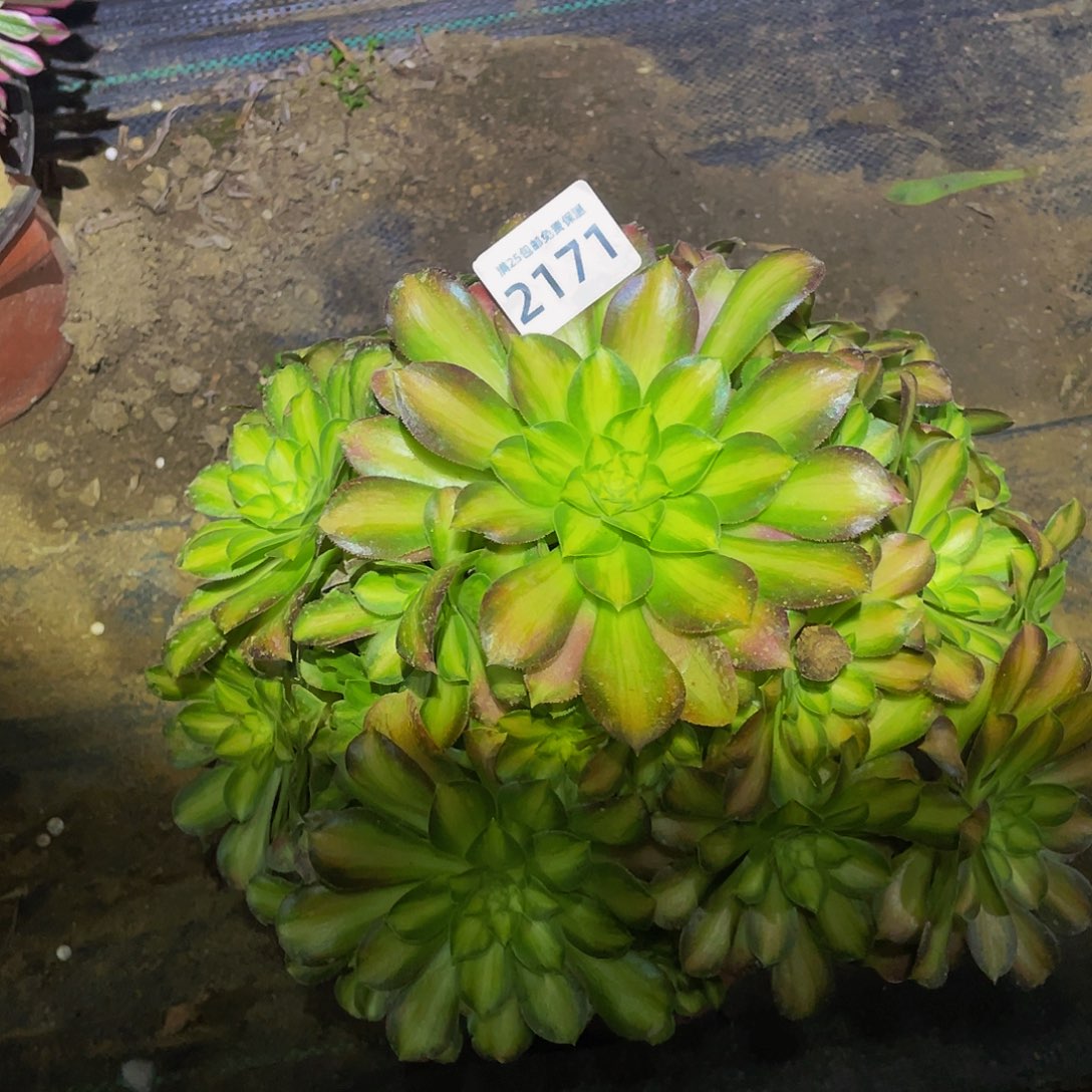 2171韶华多肉植物