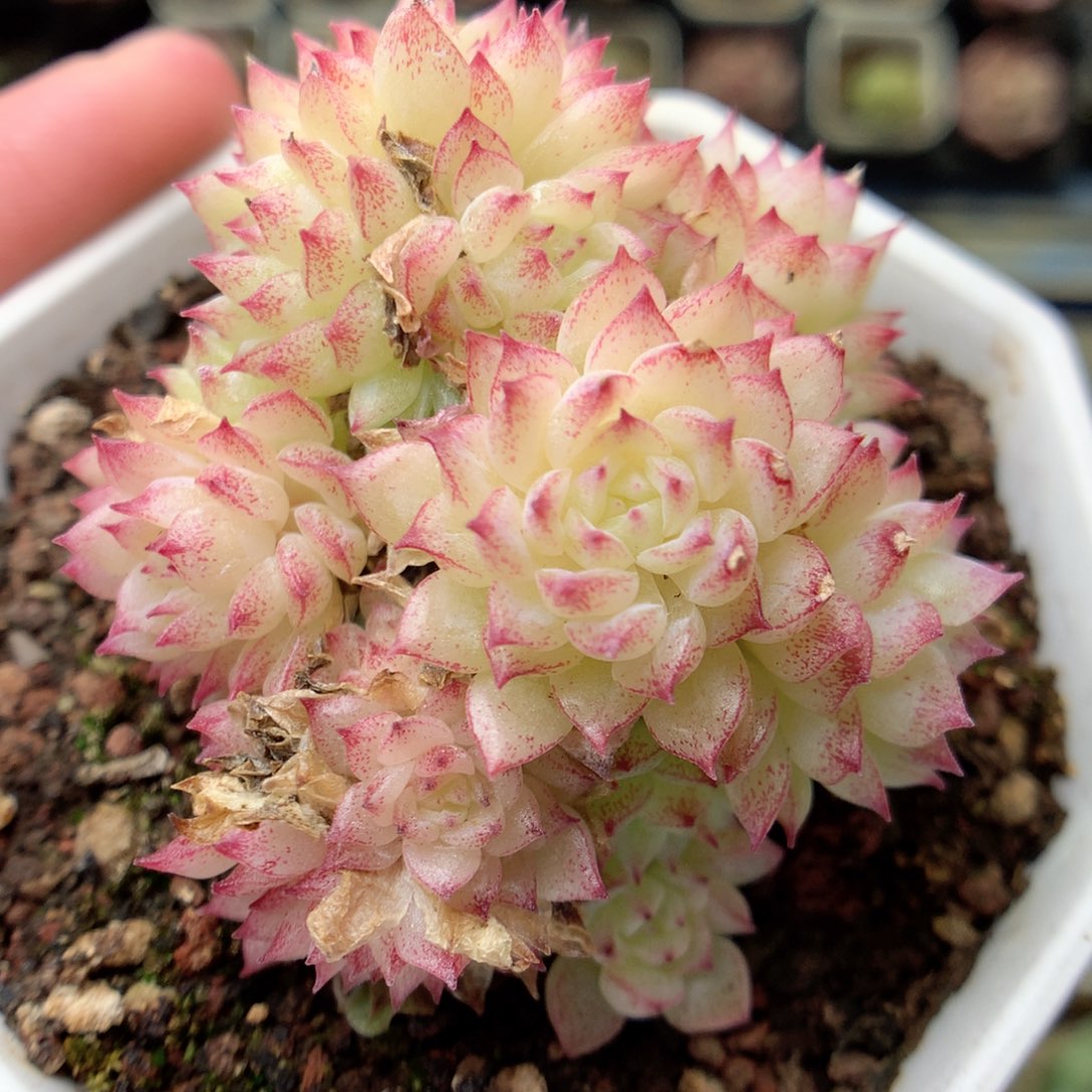 G90 ，20包邮两天凑单偏远不发货