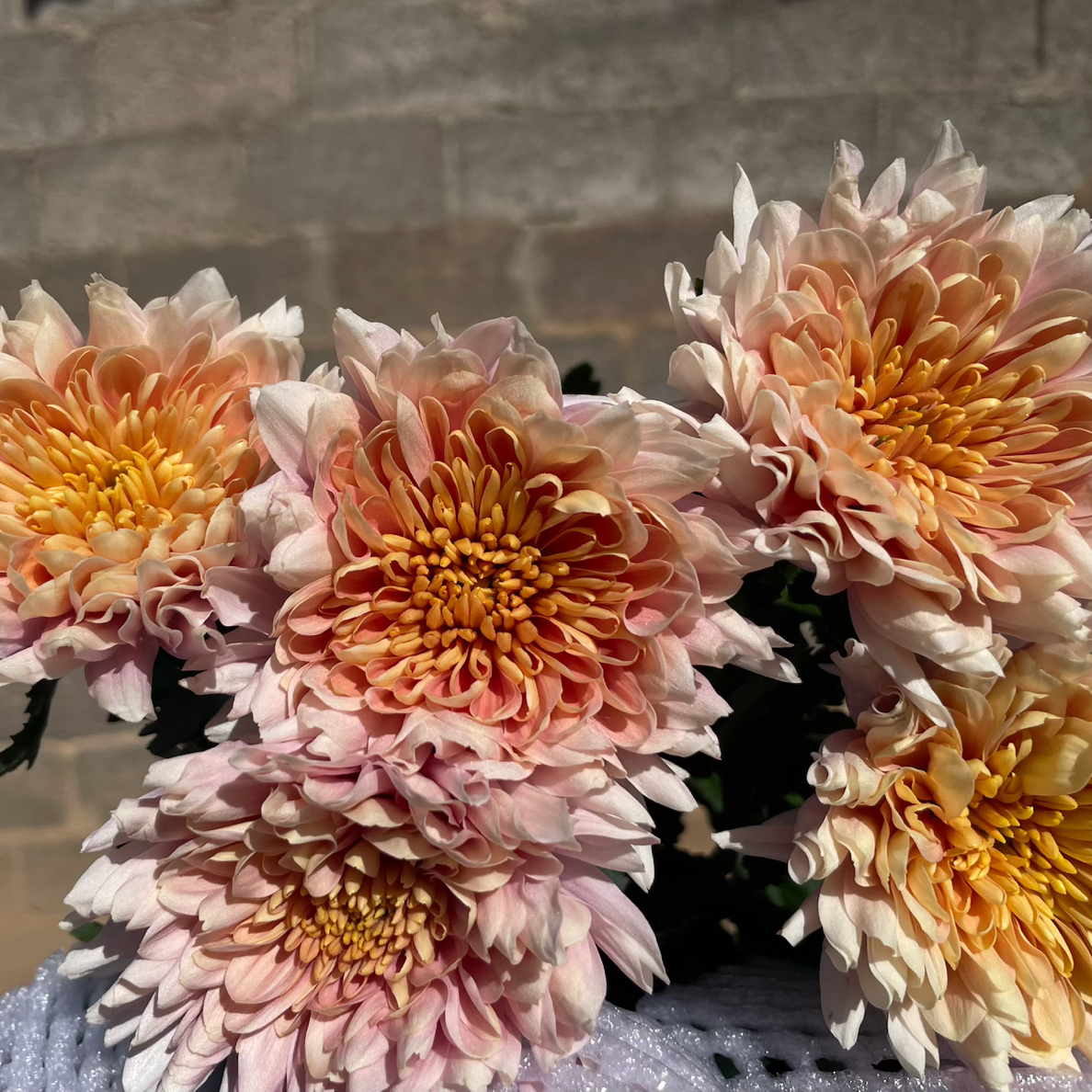 香槟粉单头小菊顺丰任意两单包邮！0℃一下拍保温棉！受冻不售后！