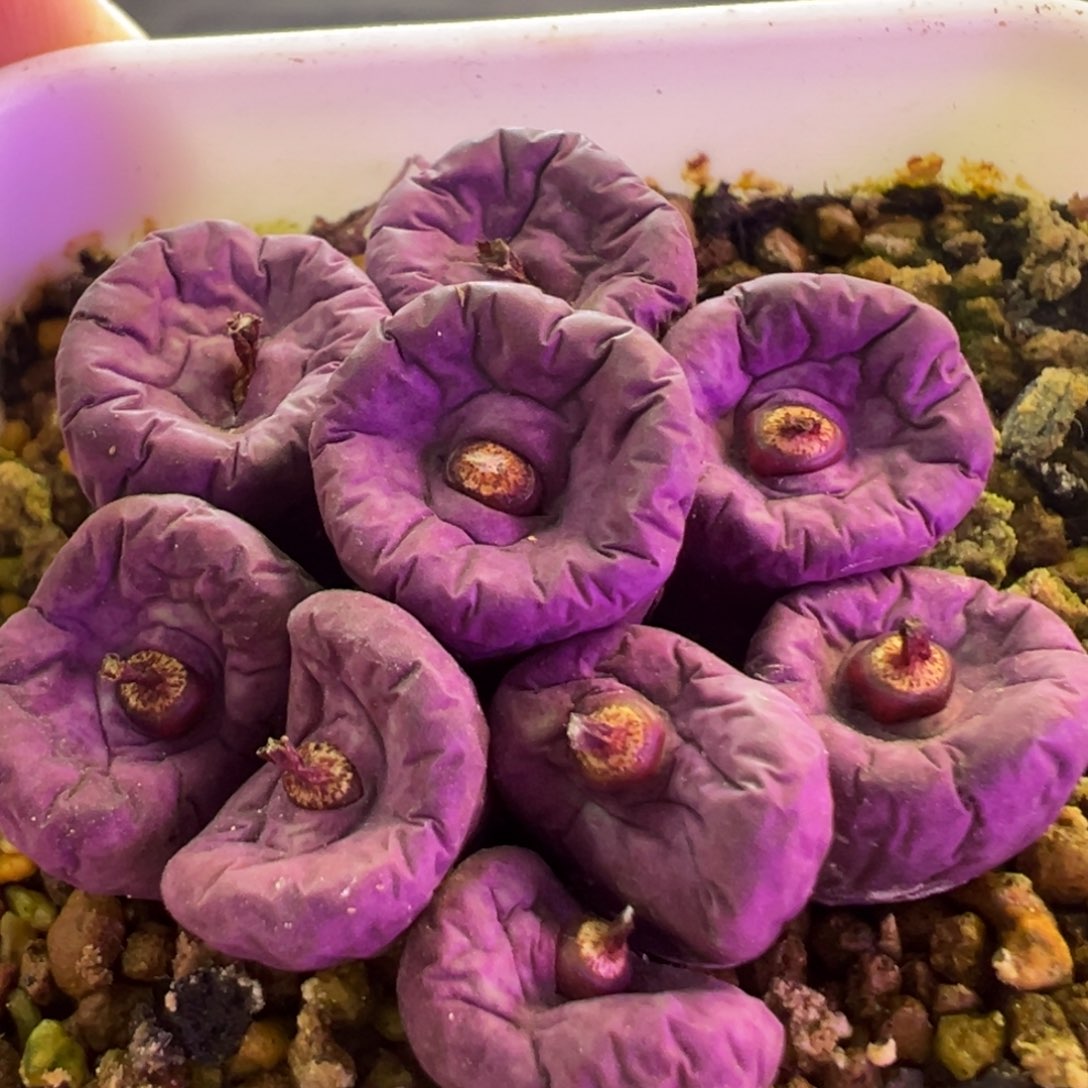 1968超紫嘴 群生 肉锥植物